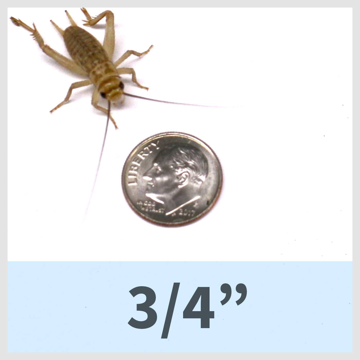 Ovipost 1000 Live House Crickets - Acheta domesticus (3/4")