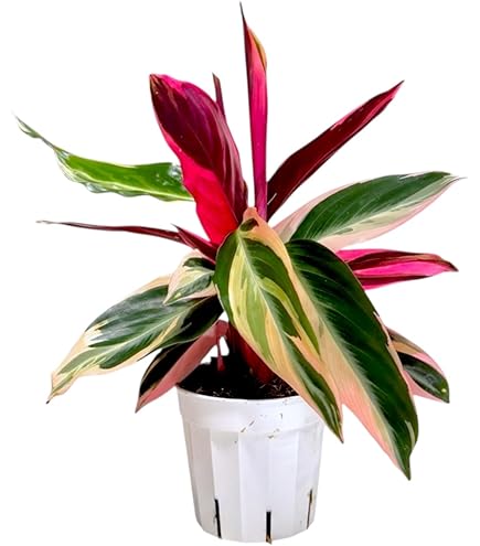 四ツ葉　フェリシテ　J22C　ネオンピンク・レッド Amazon.com : Pin Stripe Prayer Plant - Calathea ornata - Easy