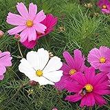 UtopiaSeeds Cosmos Dwarf Mix Seeds - 12" Tall