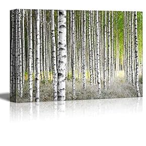 Canvas Prints Wall Art - Birch Trees in Bright Sunshine in Late Summer | Modern Wall Decor/Home Decoration Stretched Gallery Canvas Wrap Giclee Print. Ready to Hang - 12" x 18" …