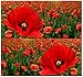 10,000 RED POPPY - Papaver rhoeas - HEAVY BLOOMER flower Seeds Europe from England to Greece and on