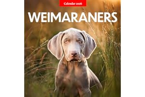 Weimaraners 2026 Calendar: Silver Elegance and Loyal Companions