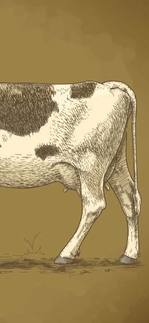 PeelitStickit Cow Animal Skin Wall Mural 026, vinyl