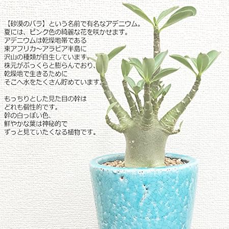 Amazon テラコッタ鉢植えのアデニウム 卓上 多肉植物 塊根植物 コーデックス 観葉植物 本物 観葉植物 オンライン通販