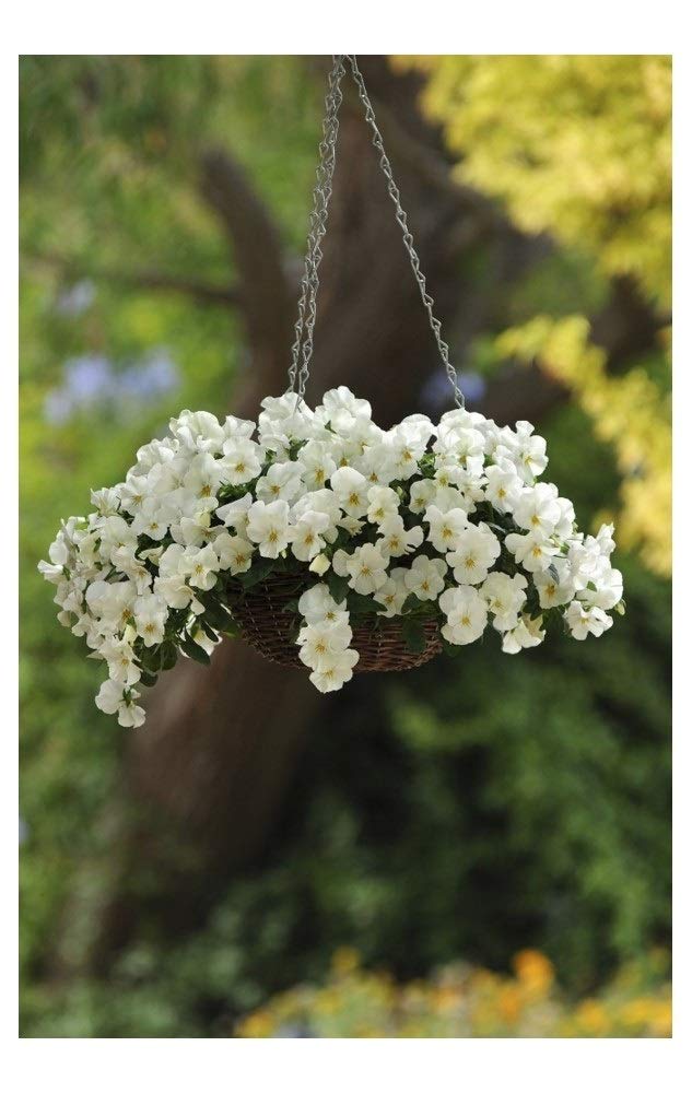 PREMIER SEEDS DIRECT - Pansy Trailing Winter Flowering - Cool Wave - White - 16 Seeds