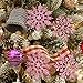 Sea Team Plastic Christmas Glitter Snowflake Ornaments Christmas Tree Decorations, 4-inch, Set of 36, Pink