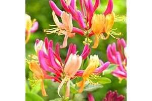 Yunaksea Live Honeysuckle Vine Plant, Gold Flame - Lonicera Very Hardy 2.5/'' Pot