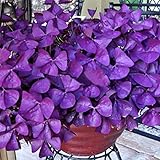 super1798 10Pcs Shamrock Oxalis Triangularis Bulbs Leaf Flower Seeds Garden Plant