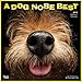 A Dog Nose Best 2019 Calendar (Multilingual Edition) by 
