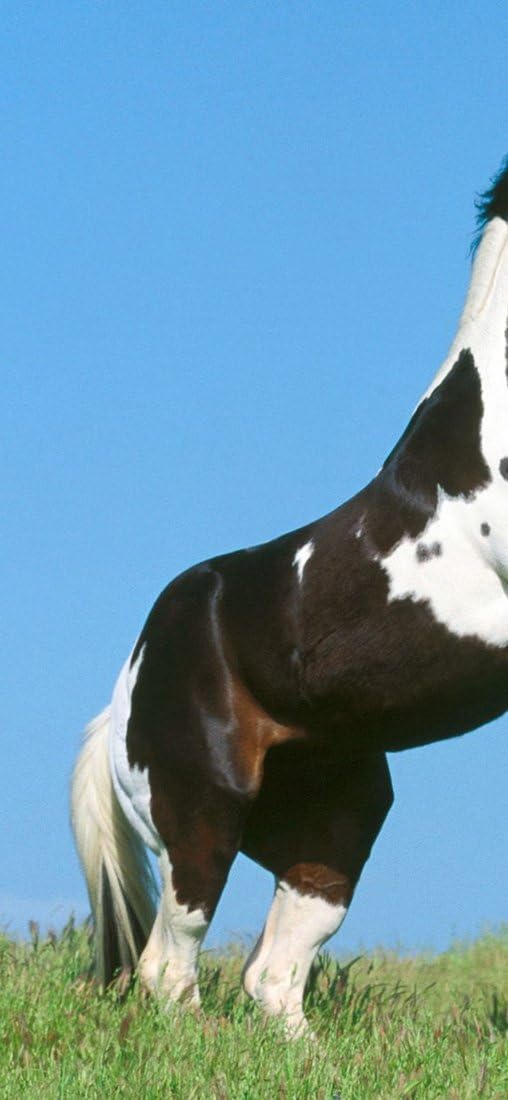 PeelitStickit Horse, Animal Wall Murals ID-035, vinyl, Multi-colour