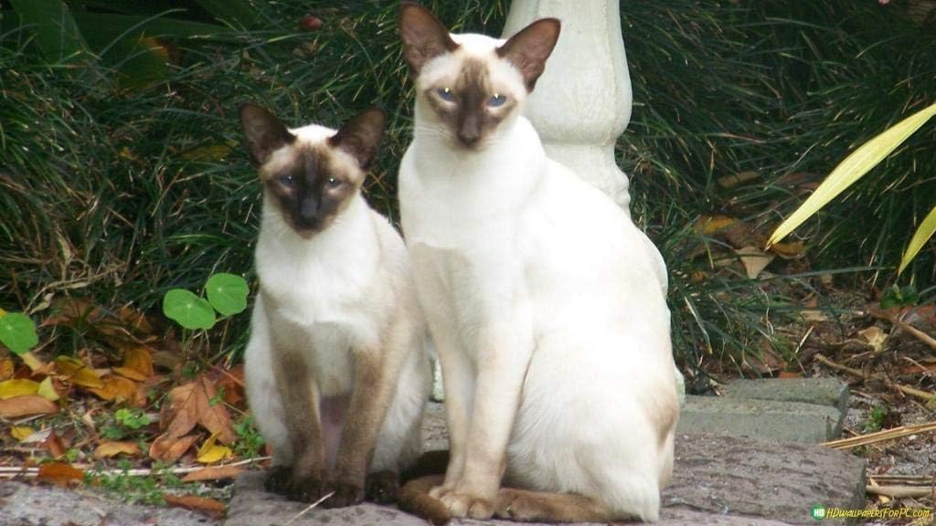 siamese cat jigsaw puzzle