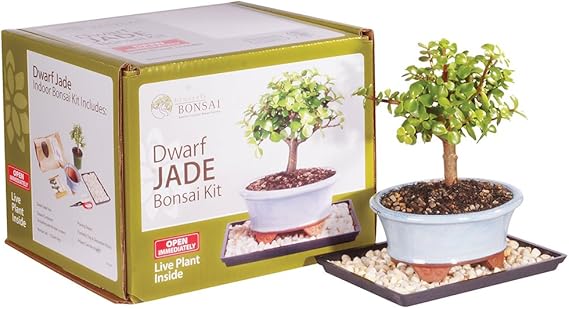 Amazon Com Brussel S Live Dwarf Jade Indoor Bonsai Tree Kit 3 Years Old 6 To 10 Tall With Decorative Container Garden Outdoor