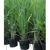 Set 3 Lemongrass Plants for Planting, Lemon Grass Bushes Cymbopogon Stalks Plugs 4-7 Inch Tall, Ready to Grow