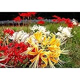 Mytree Lycoris Magical Mystery Collection - Hardy Surprise Lily 3 Large Bulbs - 10/12 cm Deer Resistant & Cold Hardy