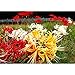 Mytree Lycoris Magical Mystery Collection - Hardy Surprise Lily 3 Large Bulbs - 10/12 cm Deer Resistant & Cold Hardy