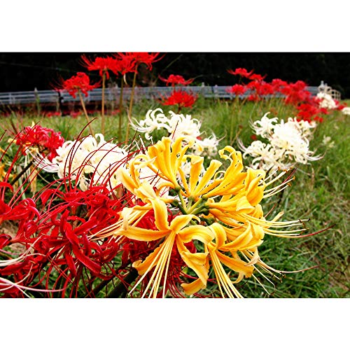 Mytree Lycoris Magical Mystery Collection - Hardy Surprise Lily 3 Large Bulbs - 10/12 cm Deer Resistant & Cold Hardy Mytree Lycoris Magical Mystery Collection - Hardy Surprise Lily 3 Large Bulbs - 10/12 cm Deer Resistant & Cold Hardy