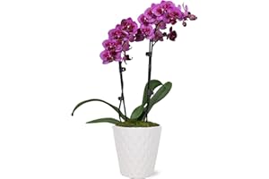 PLANTS & BLOOMS SHOP Just Add Ice JA5005 Purple Orchid in White Evi Ceramic Pottery, Live Indoor Plant, Long-Lasting Fresh Flowers, Easy to Grow Gift for Wife, Mom, Her, Elegant Home Décor Planter, 3" Diameter, 15" Tall