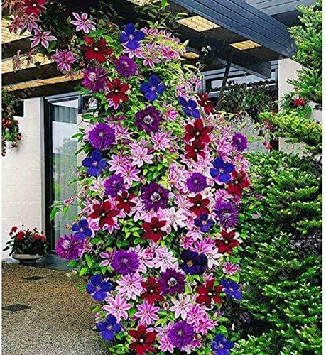 ncient 50 semillas de clematide de colores mixtos semillas flores plantas bonsai para jardin balcon interior y exteriores