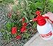 TABOR TOOLS 0.5 Gal Pump Pressure Sprayer, One-Hand Garden Sprayer & Mister. N-20. (0.5 Gallon)