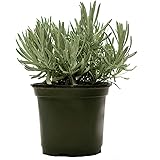 American Plant Exchange English Lavender Fragrant Herb Live Plant, 6" Pot, Purple Flowers