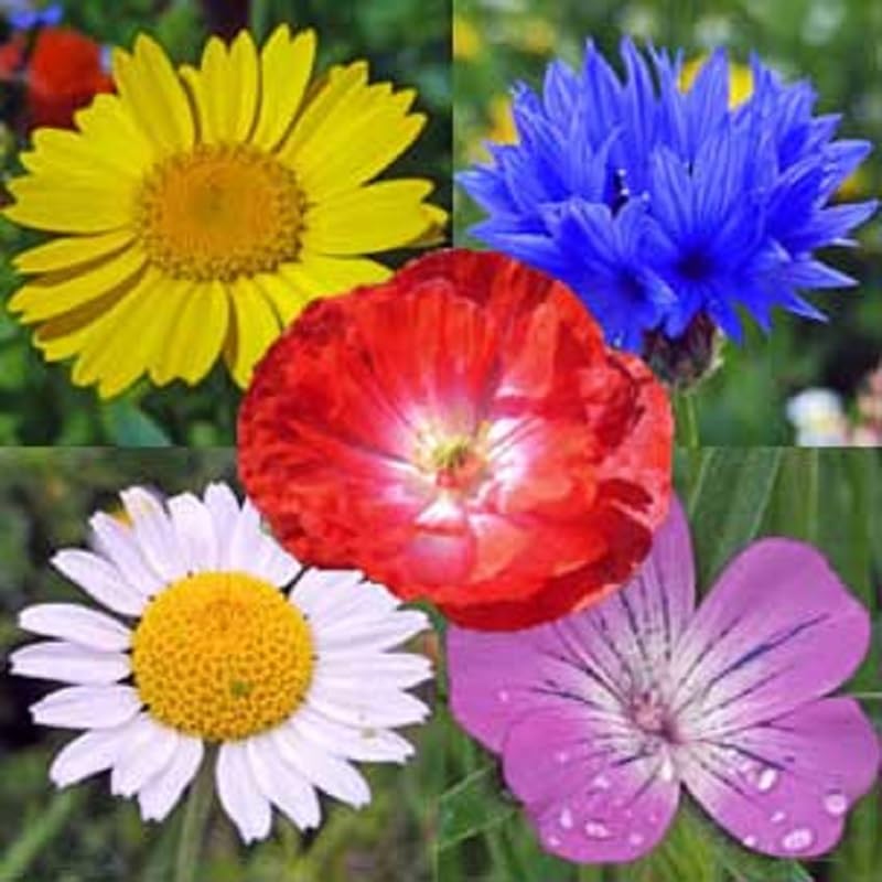 1kg Mixed Poppy & Cornflower Wildflower Meadow & Traditional Meadow Grasses Pasture 1Kg Wholesale Bulk joblot Wild Flowers Mix 50