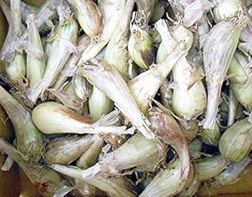 ロイヤリティフリーらっきょう 種 最高の花の画像