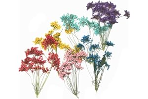 XIMKEE 6pcs Tiny Natural Real Pressed Dried Flower for DIY Craft Jewelry Making Handmade Resin Ornament (Multi)