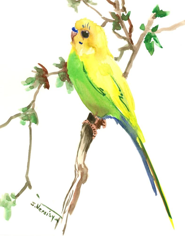 Budgie, Parkattet Bird artwork