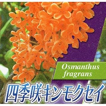 Amazon 本セット キンモクセイ シキザキ 樹高0 4m前後 10 5cmポット 金木犀 四季咲き 春 秋で花を楽しめる 優しい香りが特徴 苗木 植木 苗 庭木 生け垣 植木