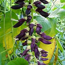 Velvet Bean (Mucuna pruriens) Packet of 5 Seeds