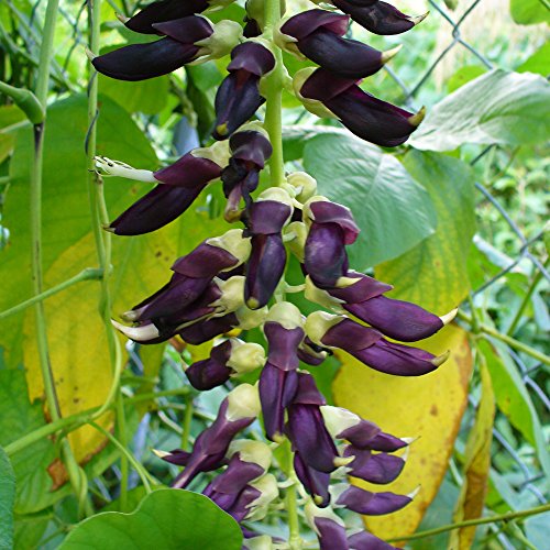 Velvet Bean (Mucuna pruriens) Packet of 5 Seeds
