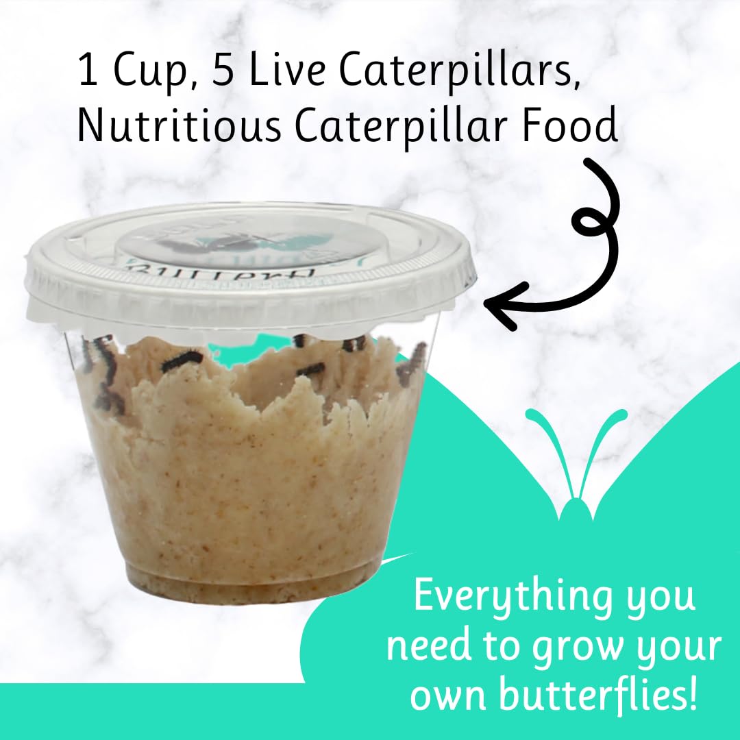 Clearwater Butterfly Live Painted Lady Butterflies - 5 Live Caterpillars - Live Caterpillars to Butterflies - Caterpillars for Butterfly Kit - Mesh Cage Not Included - Live Butterfly Kit - 5 Count
