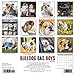 Bulldog Bad Boys 2020 Wall Calendar (Dog Breed Calendar)