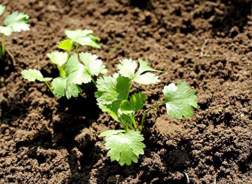 Coriander Seeds Cilantro Chinese Parsley up to 500 Seeds - Thumbnail 5