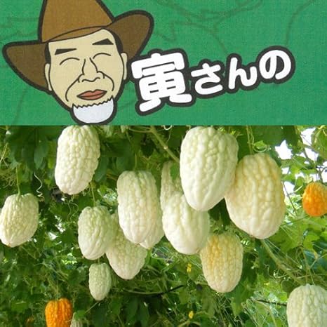 Amazon Co Jp 寅さんの丸くて白いアップルゴーヤ 白秀 3号ポット6株セット 食べて美味しい 緑ノカーテン 食べて美味しい 緑のカーテン ホーム キッチン Amazon Co Jp 寅さんの丸くて白いアップルゴーヤ 白秀 3号ポット6株セット 食べて美味しい 緑ノカーテン 食べて美味しい 緑のカーテン ホーム キッチン