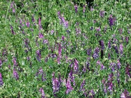 Amazon Com Hairy Vetch Seeds Nitrogen Fixer Cover Crop Companion