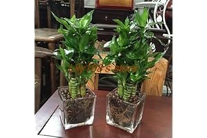 6 Kinds Lucky Bamboo Choose Potted Bonsai Variety Complete Dracaena Plant Purifying air Radiation Absorbing 20pcs - (Color: A
