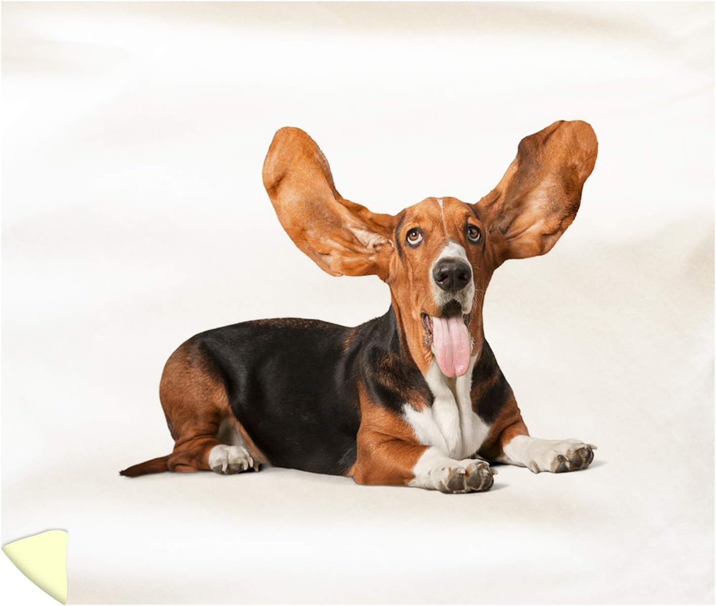Basset Hound Ears 2025