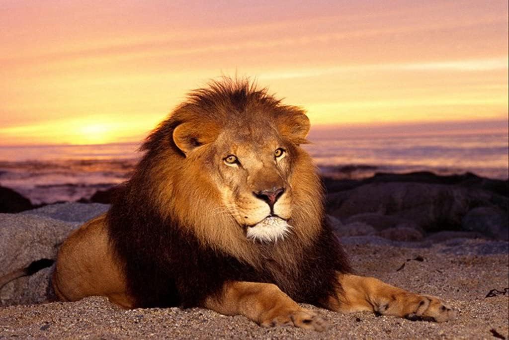 Amazon Co Jp A0 特大 ポスター ライオン日没たてがみの王動物プレデター落ち着いて 壁紙ウォールステッカーポスター A0 11x841mm Generic