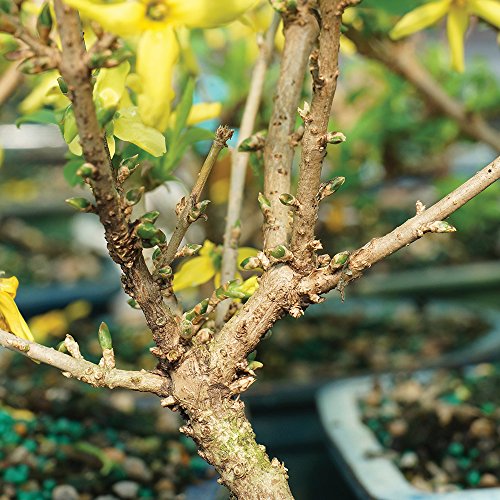 Brussel's Live Forsythia Outdoor Bonsai Tree - 3 Years Old; 6" to 10" Tall with Decorative Container