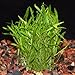Micro Sword Aquarium Live Plant - Easy Foreground Carpet Plant