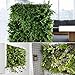 Wall Hanging Planting Bag, Gosear Garden Vertical Hanging Wall Planting Bag Indoor Outdoor Herb Planter 36 Pocket