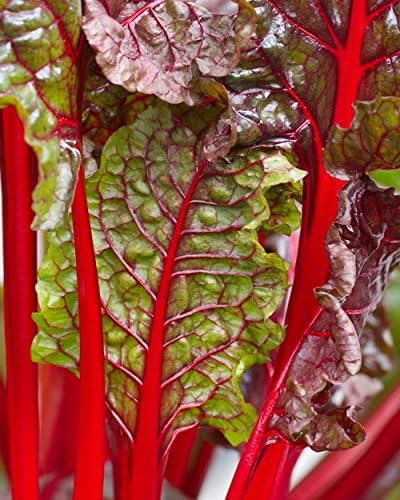 Swiss Chard Photo, Red and Green Kitchen Art, Food Photography - "Swiss chard" - Foodie Wall Art