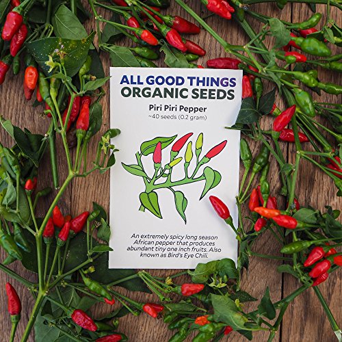 All Good Things Organic Seeds Piri Piri / African Bird's Eye Pepper (Capsicum frutescens) Seeds (~40): Certified Organic, Non-GMO, Heirloom, Open Pollinated Seeds from the United States All Good Things Organic Seeds Piri Piri / African Bird's Eye Pepper (Capsicum frutescens) Seeds (~40): Certified Organic, Non-GMO, Heirloom, Open Pollinated Seeds from the United States
