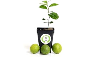 Gerald Winters and Son Key Lime Tree Starter Plant . Citrus aurantifolia. 3” - 5”