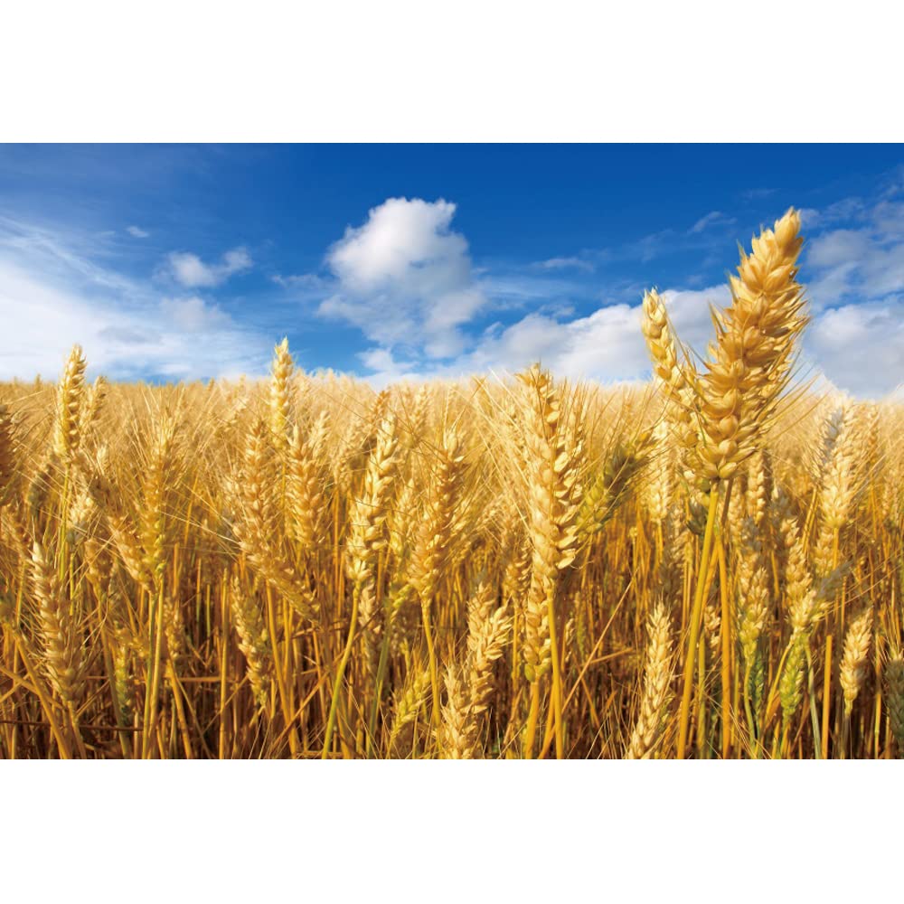 Ttincceer 300x250cm Golden Wheat Field Backdrop Crops Ripe Wheat Blue Sky White Clouds Photography Background Thanksgiving Theme Party Decoration Background