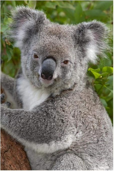 Artworks Italia Koala Australia Paper Art 42 X62 Amazon De Alle Produkte