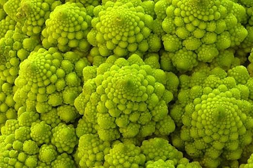 Coliflor romanesco Ottobrino más de 400 Semillas ~ increíble ...