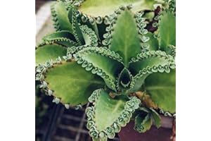 YUNAKSEA 5 Live Kalanchoe Plants Mother of Thousands Mexican Hat Succulent Rooted Plants
