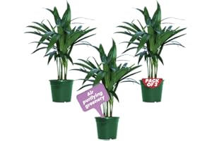 American Plant Exchange Areca Palm 3 Pack Live Plant, 4" Pots, Top Indoor Air Purifiers